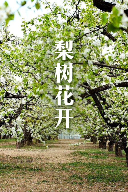 梨树花开封面图