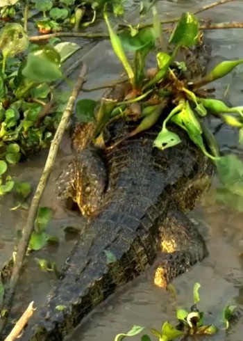 小鳄鱼的故事封面图